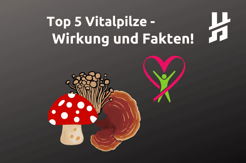 Top 5 Vitalpilze Wirkung